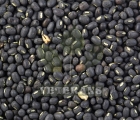 Black Dal