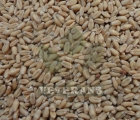 Wheat