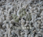 Cotton Seeds