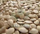 Pumpkin Seeds