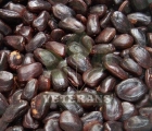 Tamarind Seeds