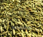 Aniseeds