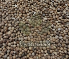 Coriander