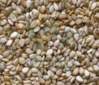 Sesame